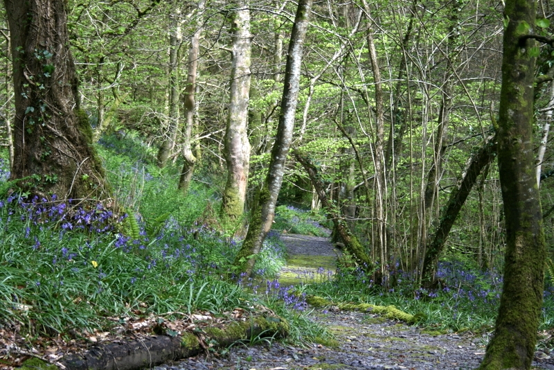 Plas Cadnant Hidden Gardens